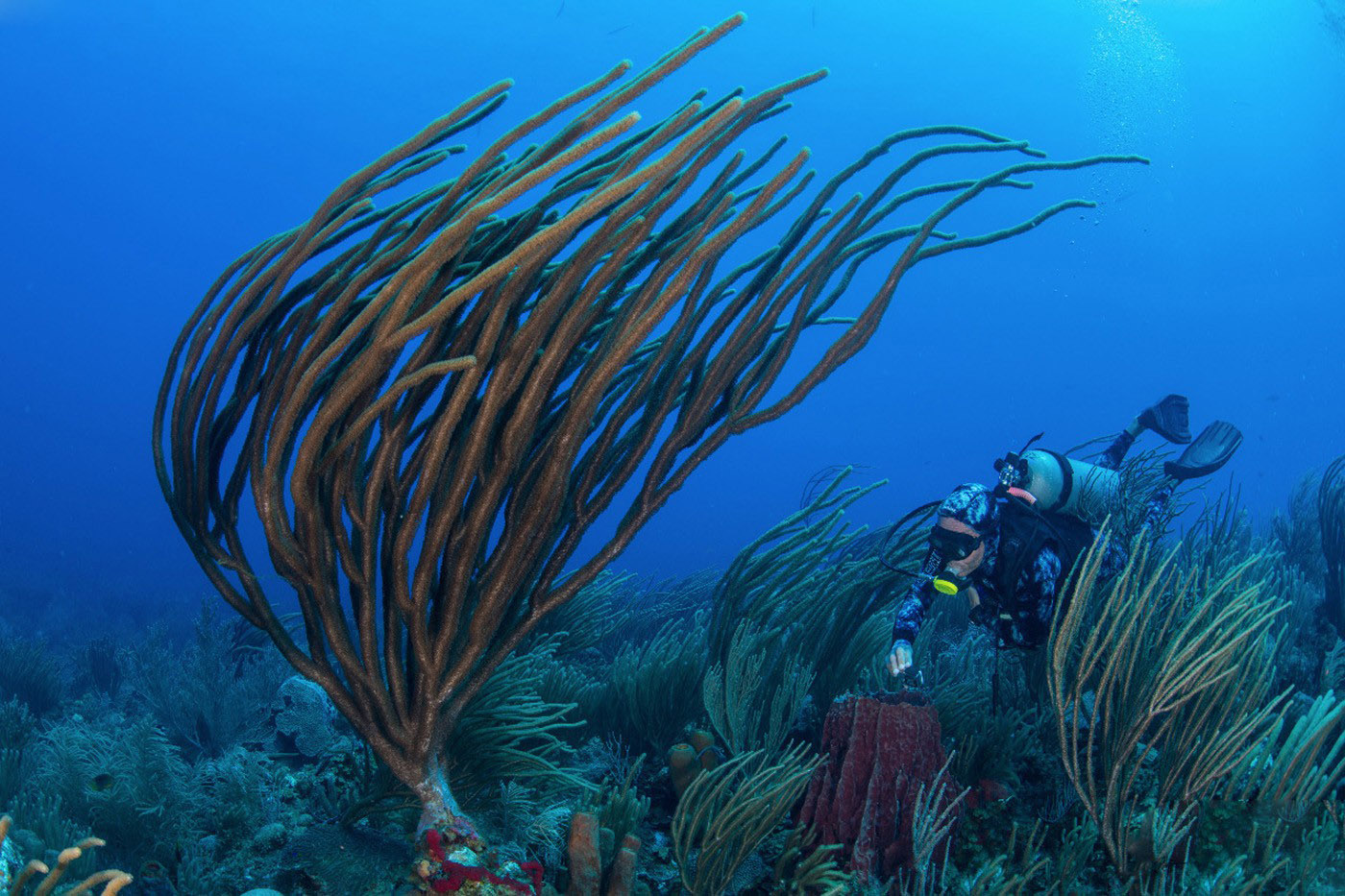 寶珀Blancpain攜手Oceana開展探險行動 保護墨西哥灣珊瑚礁