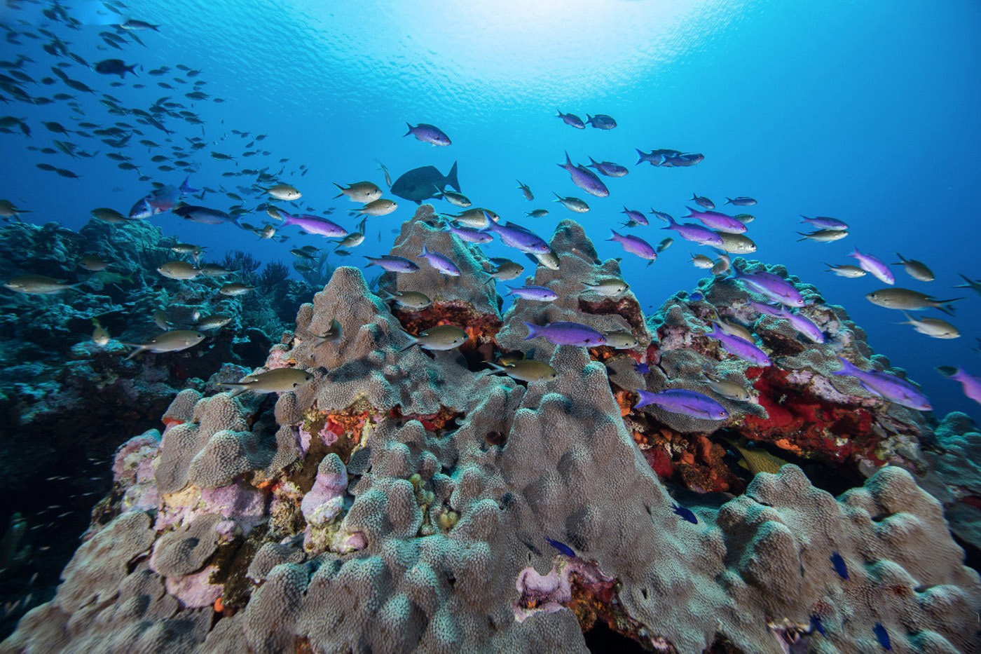寶珀Blancpain攜手Oceana開展探險行動（圖）